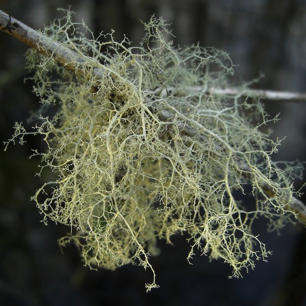 Ramalina dasypoga