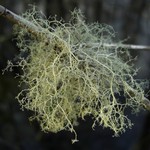 Ramalina dasypoga