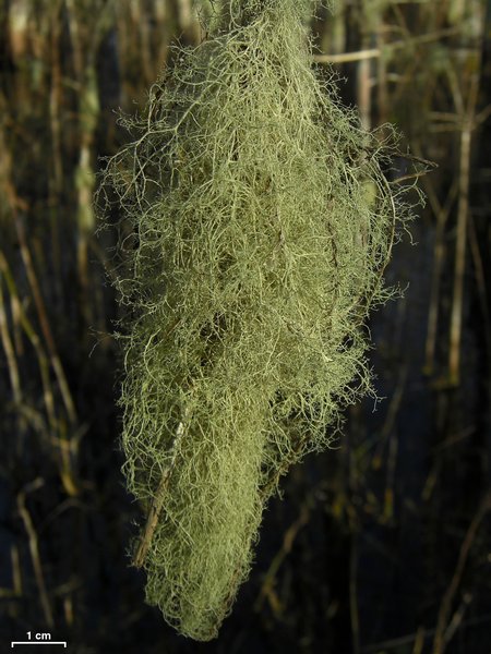 Ramalina dasypoga