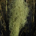 Ramalina dasypoga