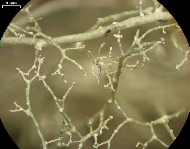 Ramalina dasypoga