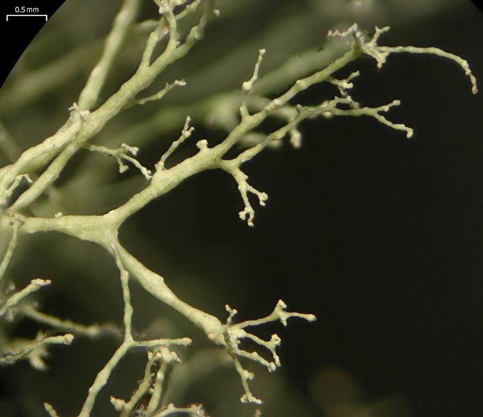 Ramalina dasypoga