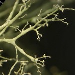 Ramalina dasypoga