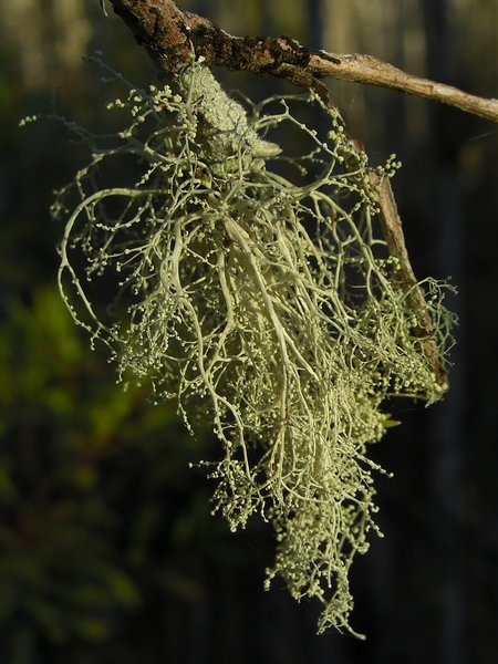 Ramalina dendriscoides