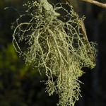 Ramalina dendriscoides