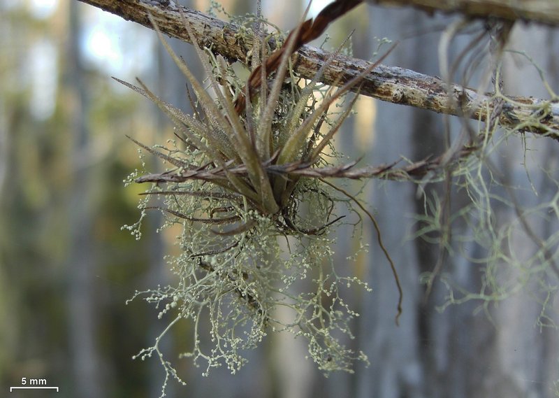 Ramalina dendriscoides