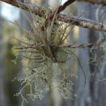 Ramalina dendriscoides