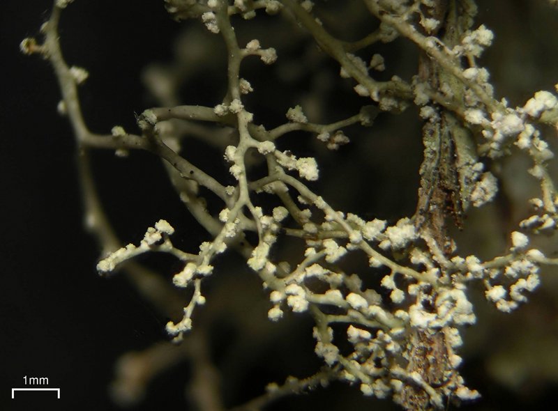 Ramalina dendriscoides