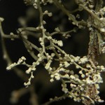 Ramalina dendriscoides