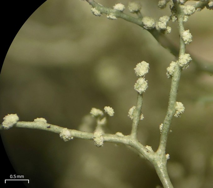 Ramalina dendriscoides