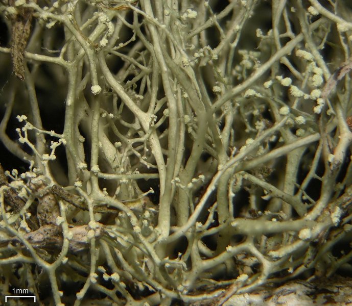 Ramalina dendriscoides