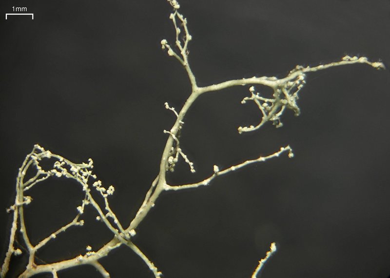 Ramalina dendriscoides