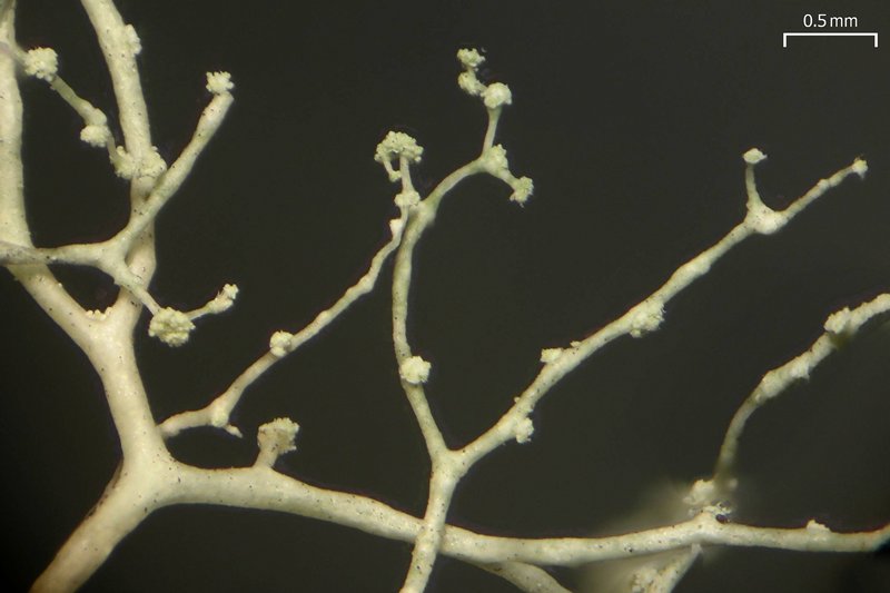 Ramalina dendriscoides