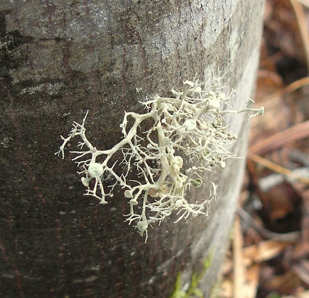 Ramalina dilacerata