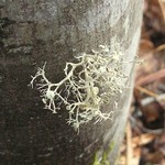 Ramalina dilacerata