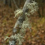 Ramalina dilacerata