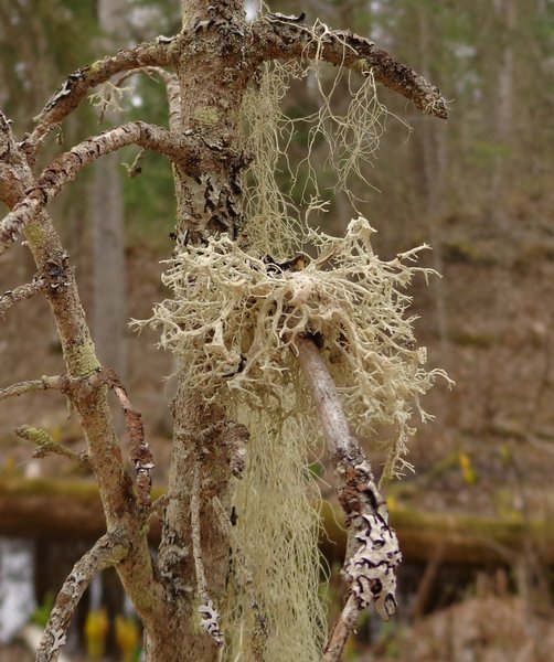 Ramalina dilacerata