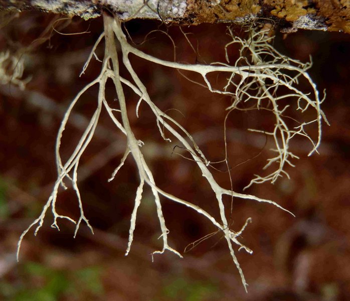 Ramalina farinacea