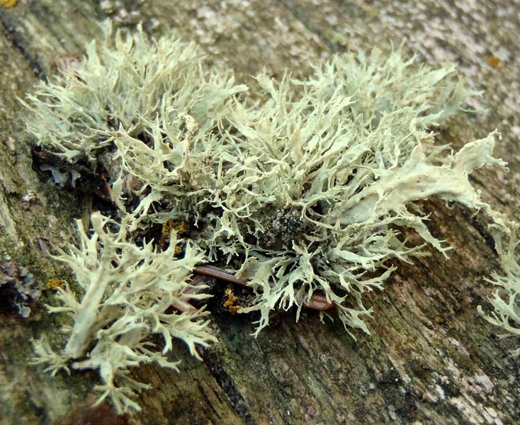 Ramalina farinacea