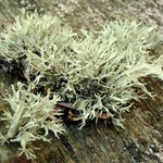 Ramalina farinacea