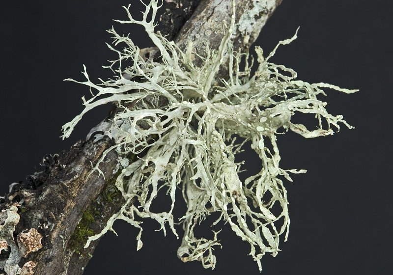 Ramalina farinacea