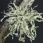 Ramalina farinacea