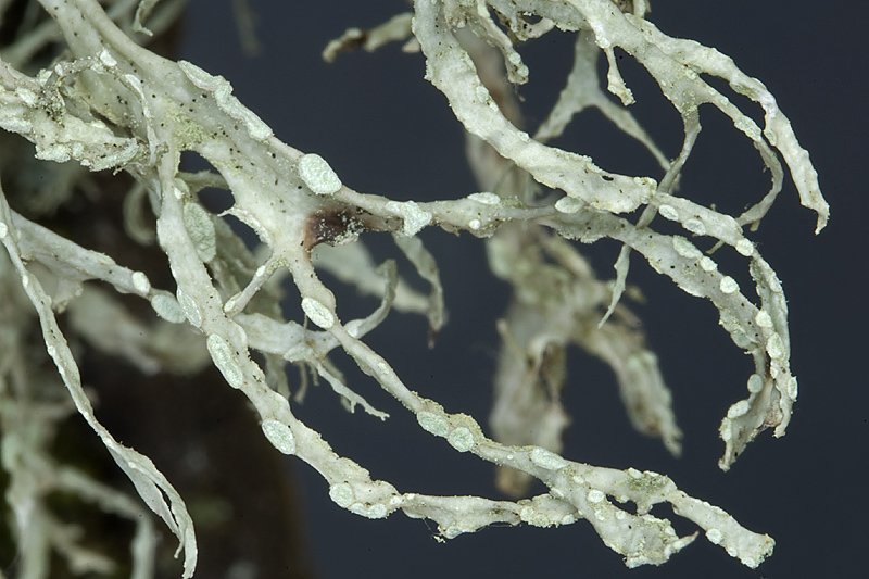 Ramalina farinacea