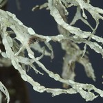 Ramalina farinacea