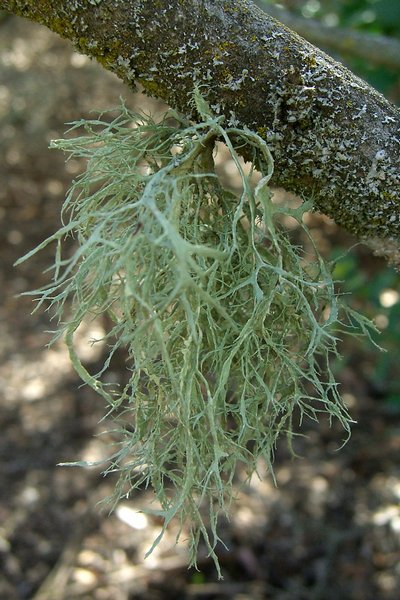 Ramalina farinacea