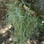 Ramalina farinacea