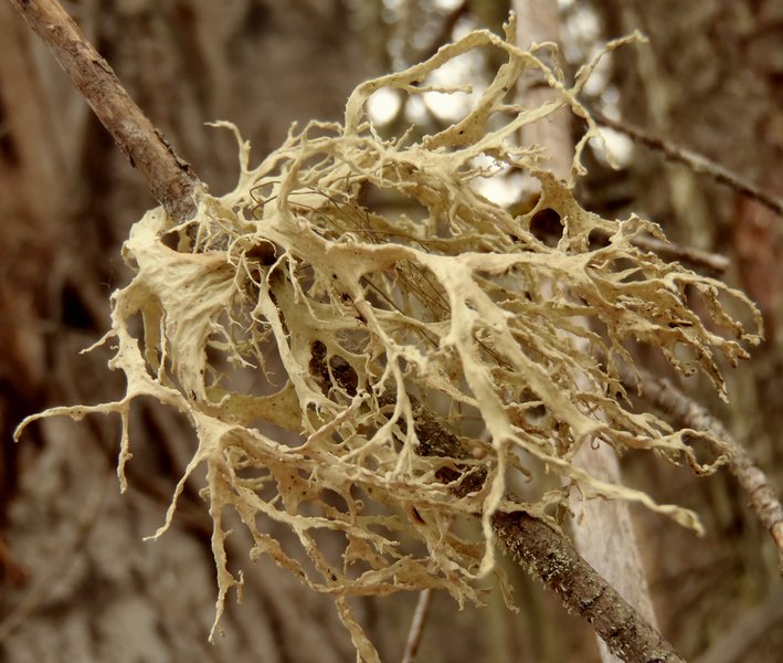 Ramalina farinacea