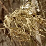 Ramalina farinacea