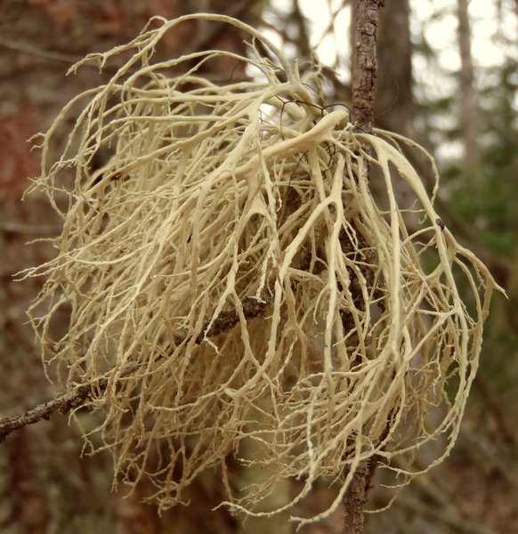 Ramalina farinacea