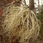 Ramalina farinacea