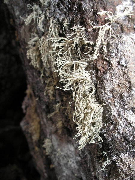Ramalina intermedia