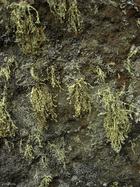 Ramalina intermedia