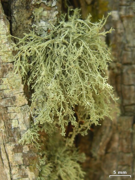 Ramalina intermedia