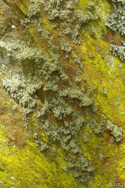 Ramalina intermedia