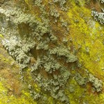 Ramalina intermedia