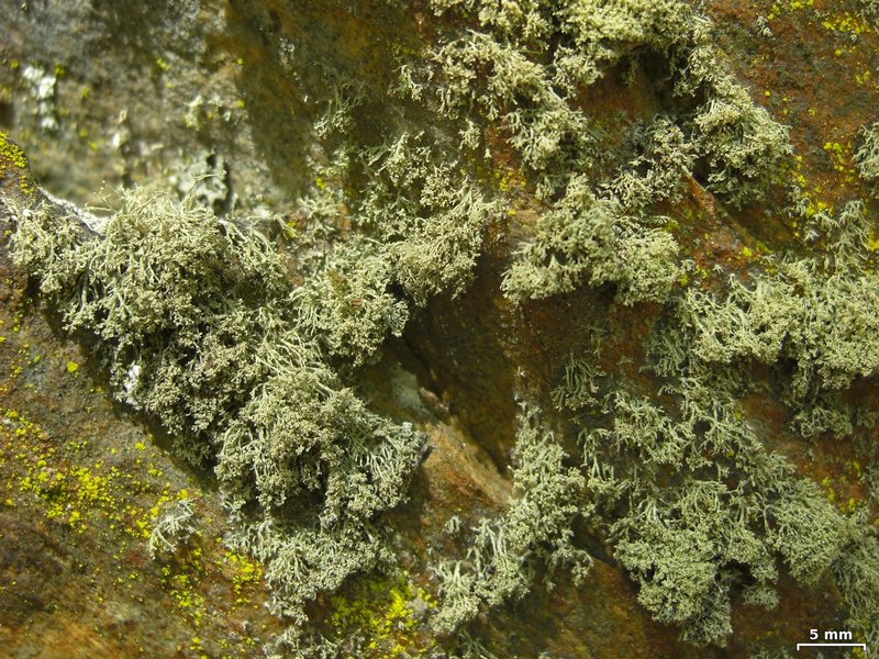 Ramalina intermedia