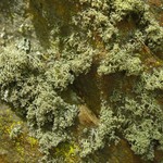 Ramalina intermedia