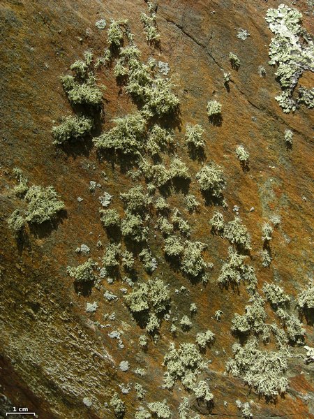 Ramalina intermedia