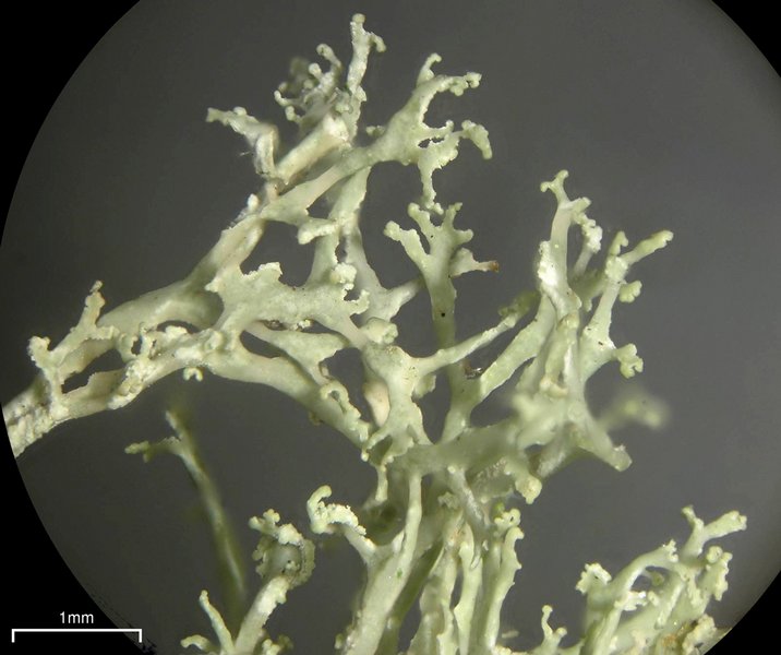 Ramalina intermedia