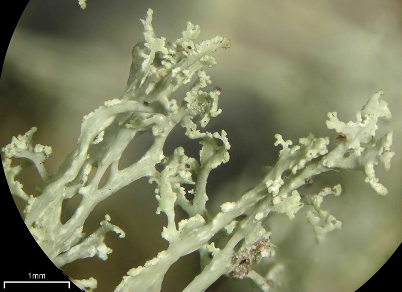 Ramalina intermedia
