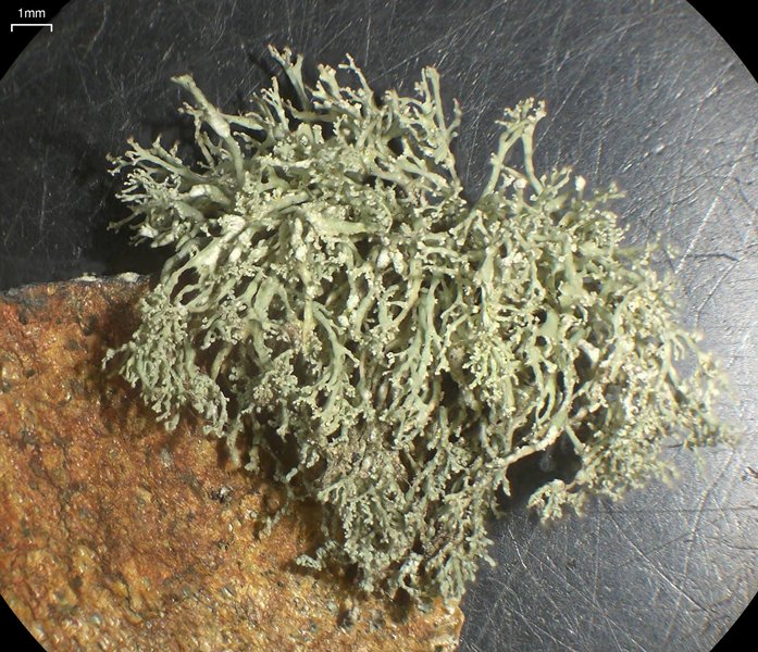 Ramalina intermedia