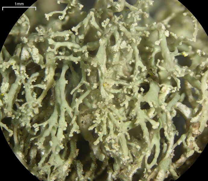 Ramalina intermedia