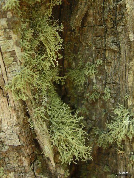 Ramalina intermedia