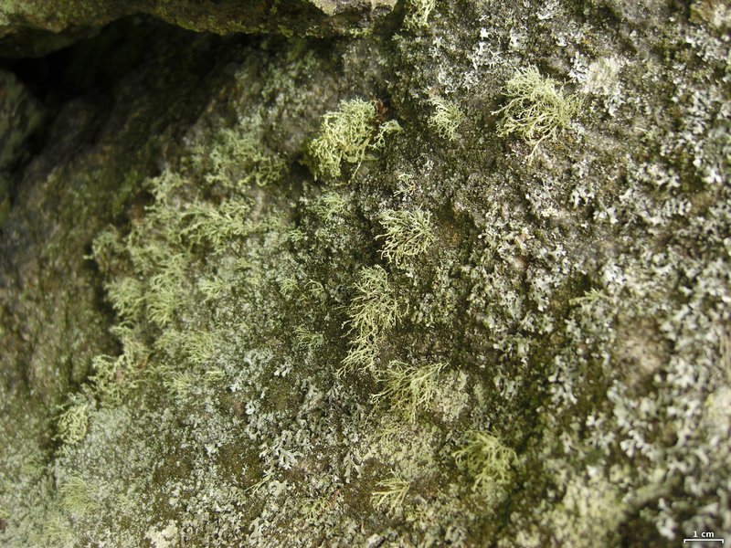 Ramalina intermedia