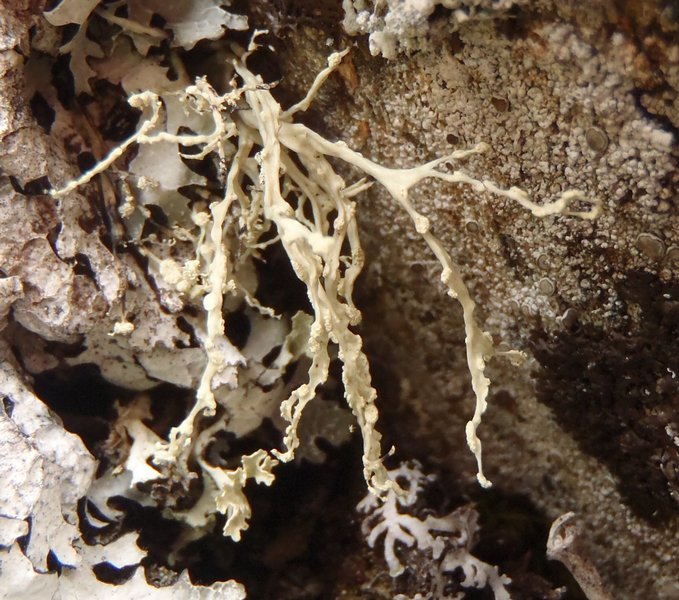 Ramalina intermedia