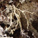 Ramalina intermedia